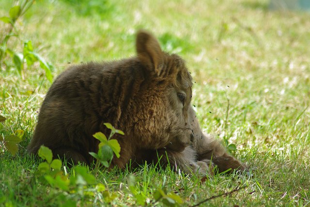 File:It Ain't Easy Being Cute! - geograph.org.uk - 1282650.jpg