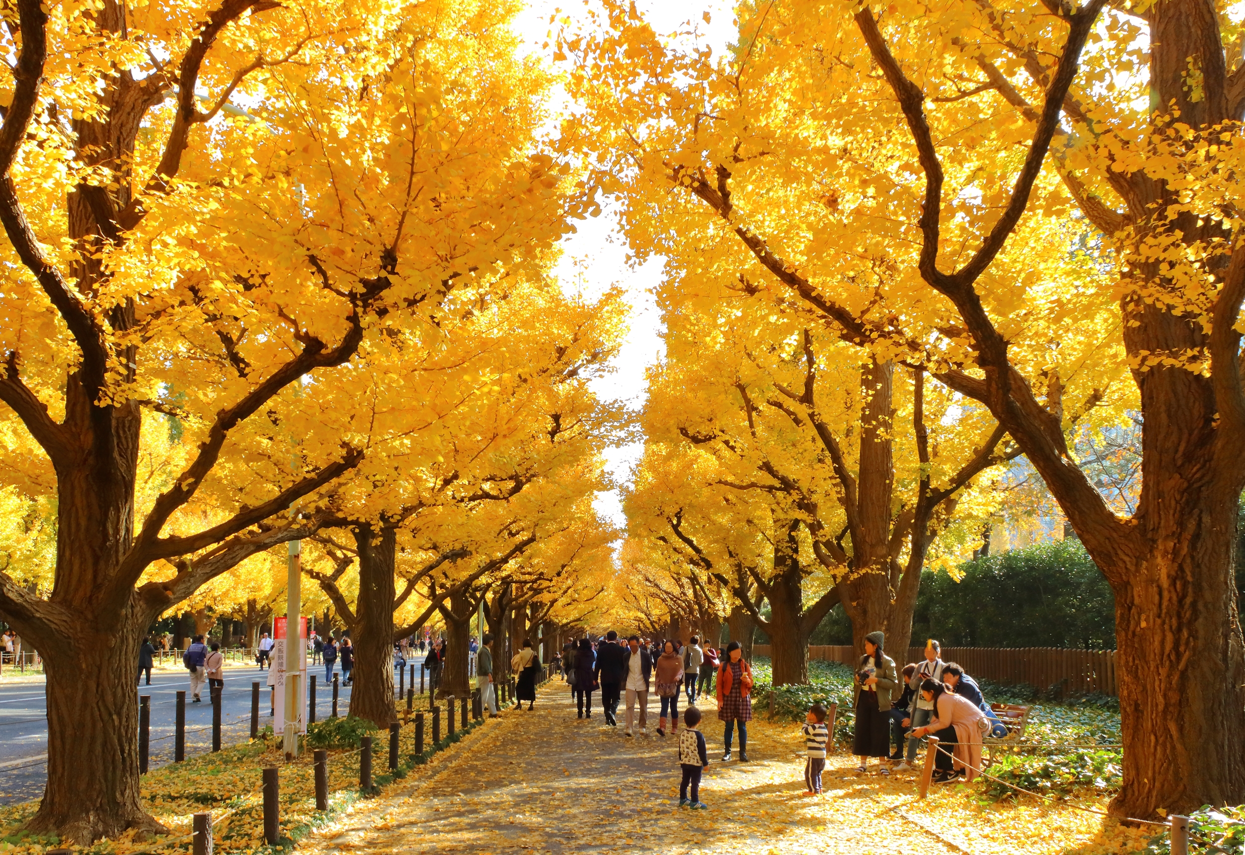 File:Jingu Gaien Ginkgo Street in Autumn 5.jpg - Wikimedia Commons