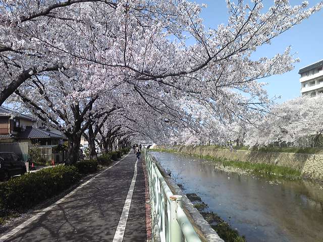 File:Kanaregawa 20110410 2.jpg