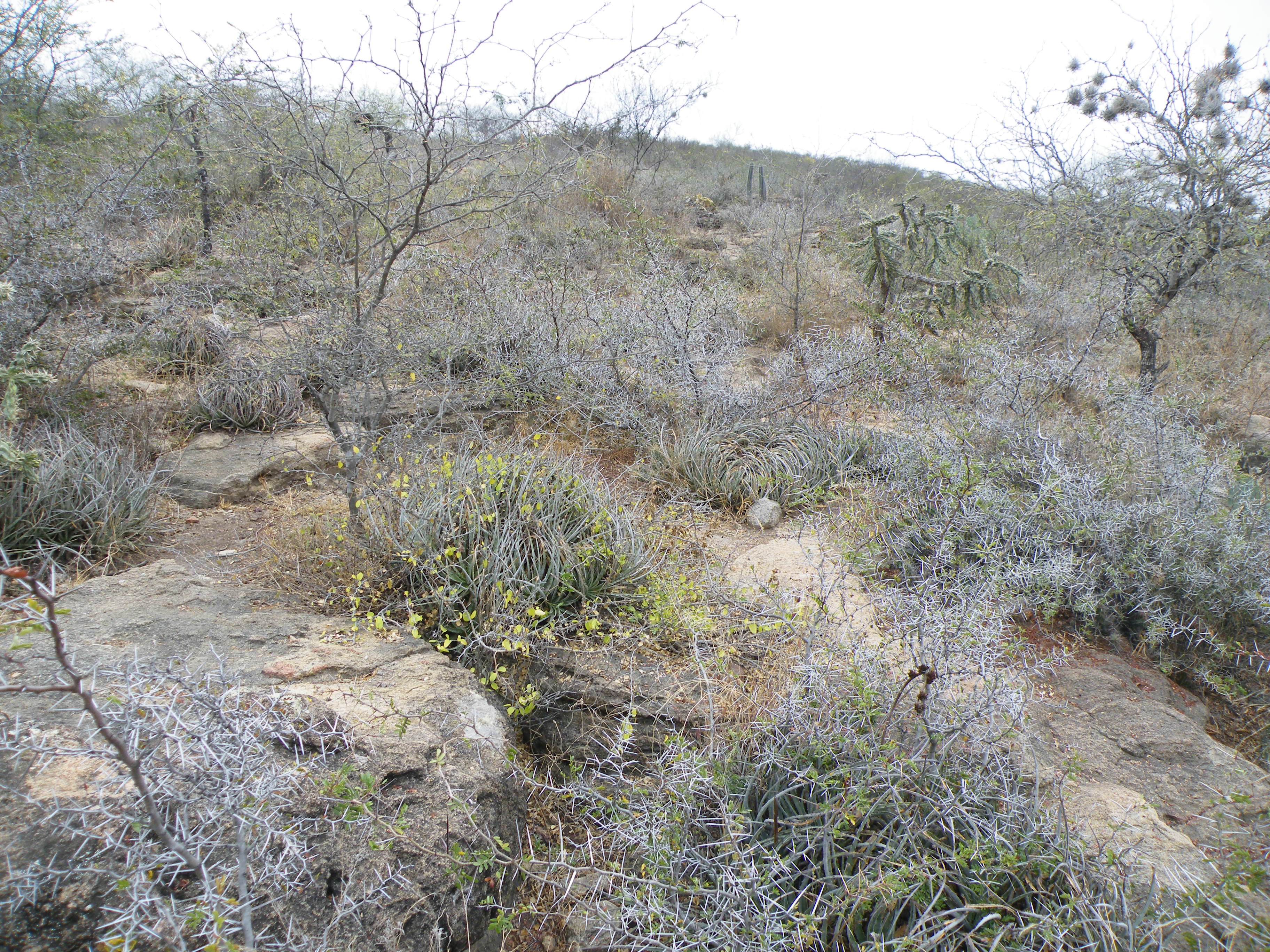 La Muralla, San Luis Potosi (5706817242).jpg