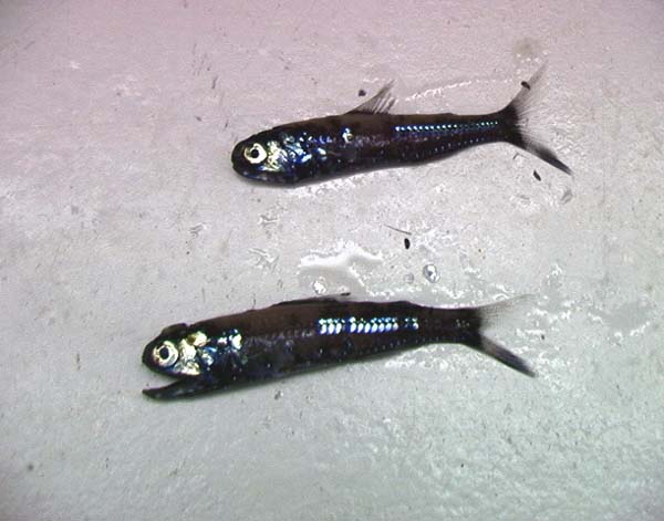File:Lanternfish by NOAA.jpg