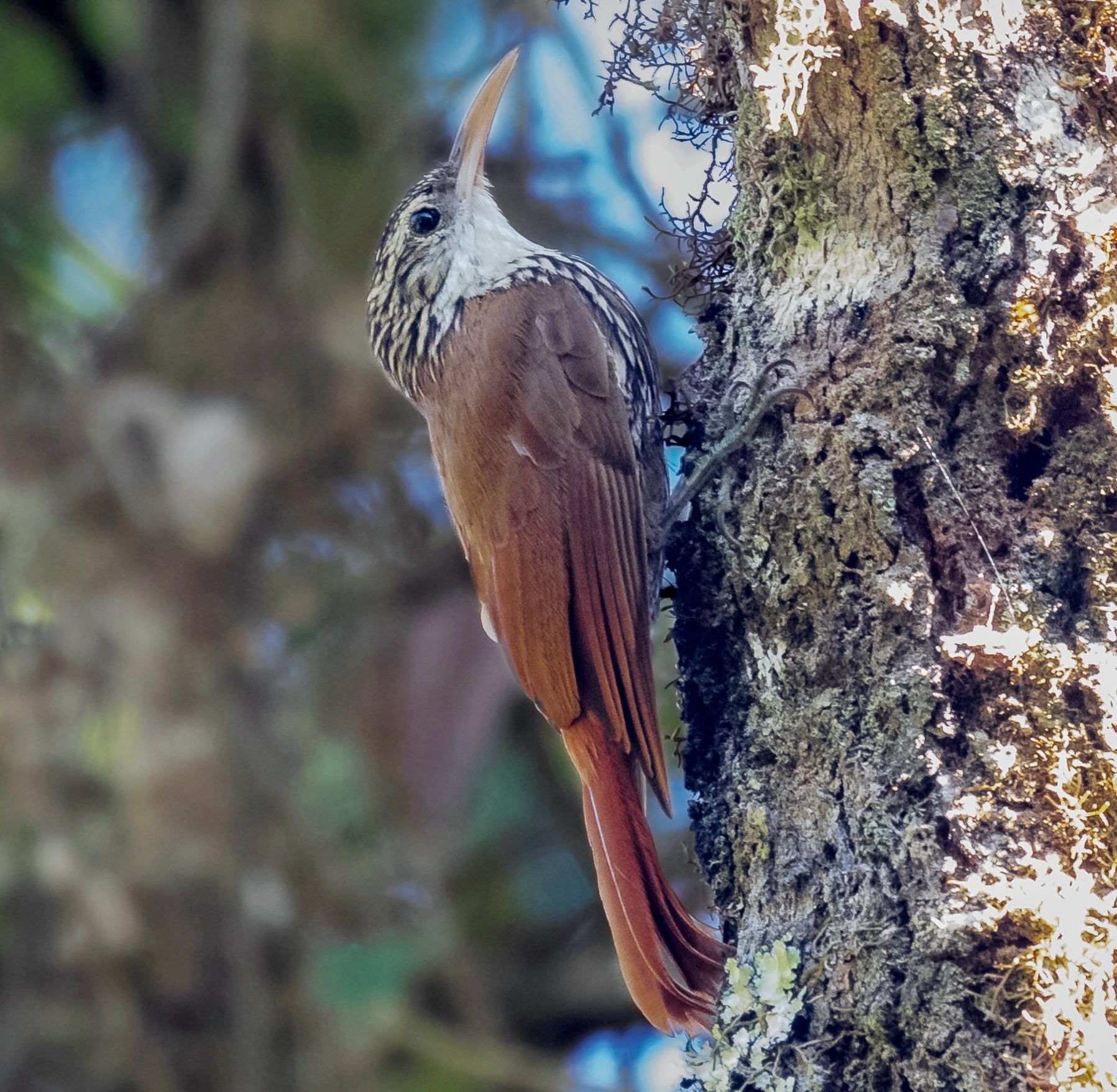 File:Lepidocolaptes falcinellus - Scalloped Woodcreeper; Monte Verde,  Camanducaia, Minas Gerais, Brazil (cropped).jpg - Wikipedia