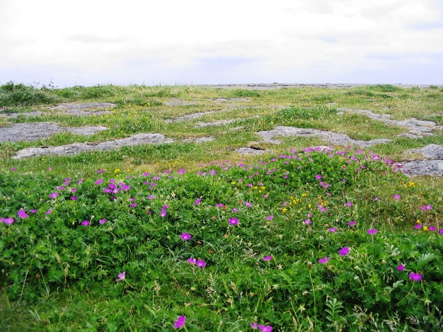 File:Limestone slabs and flowers, near Doolin - geograph.org.uk - 296789.jpg