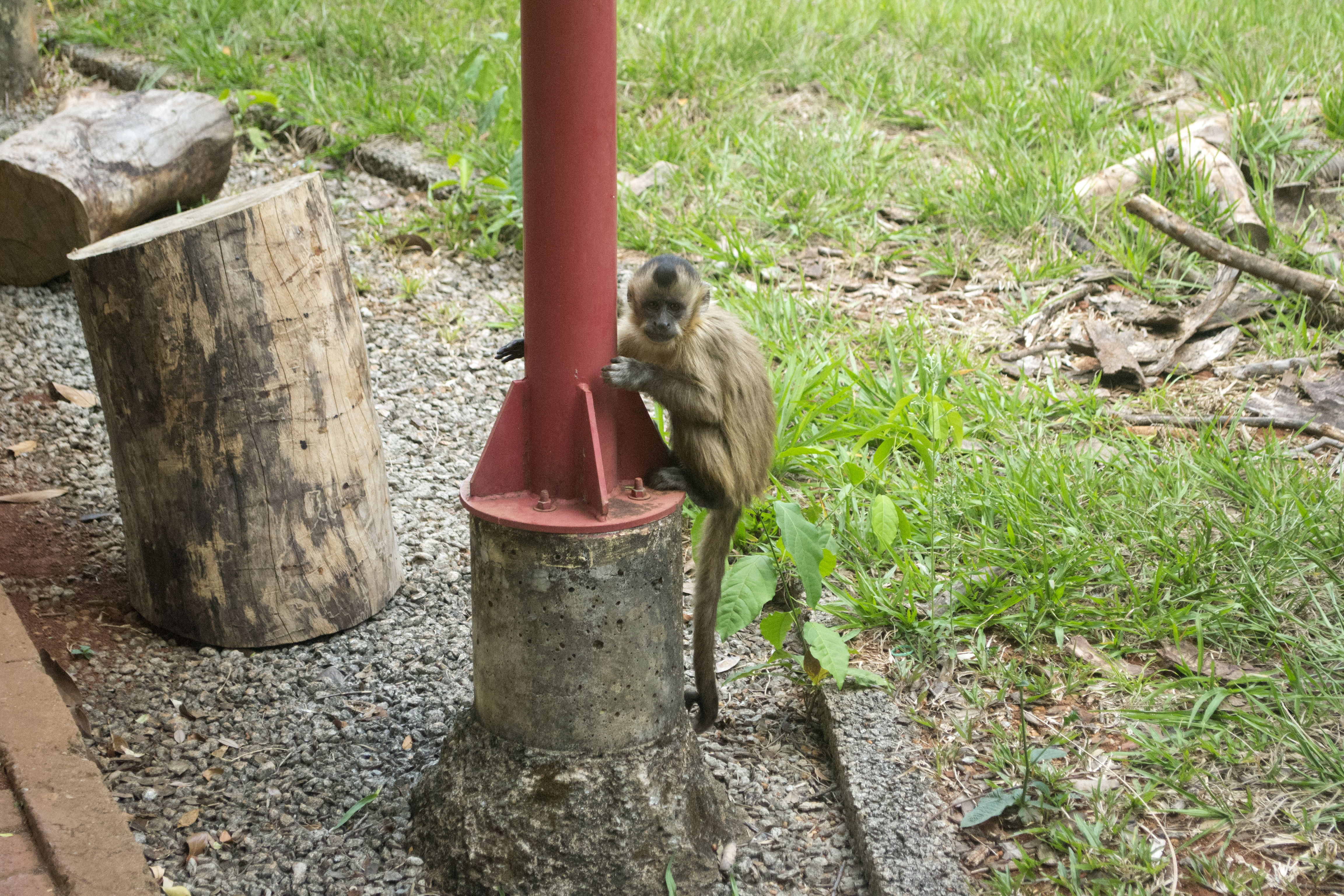 Macaco-prego, Os Macaco-prego (Cebus apella) são macacos do…