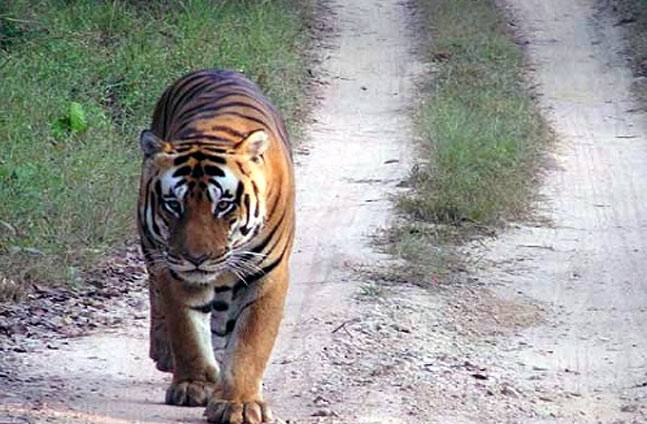 File:Melghat park,Amravati,maharshtra,india.indain tigers.jpg