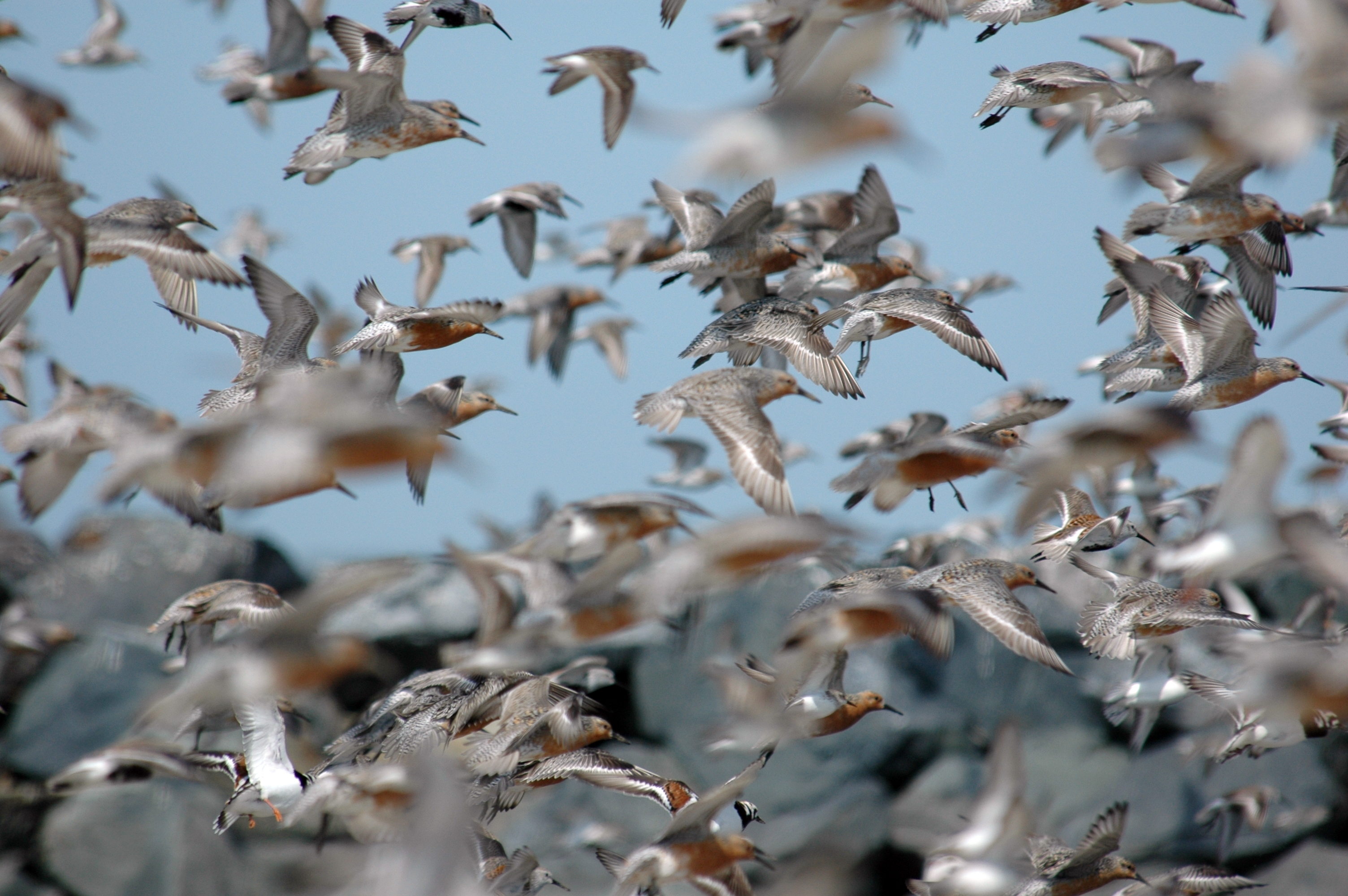 Flock of birds. Стадо птиц. Хаотичный полет птиц. V образный полет птиц. Албания птичий полёт.