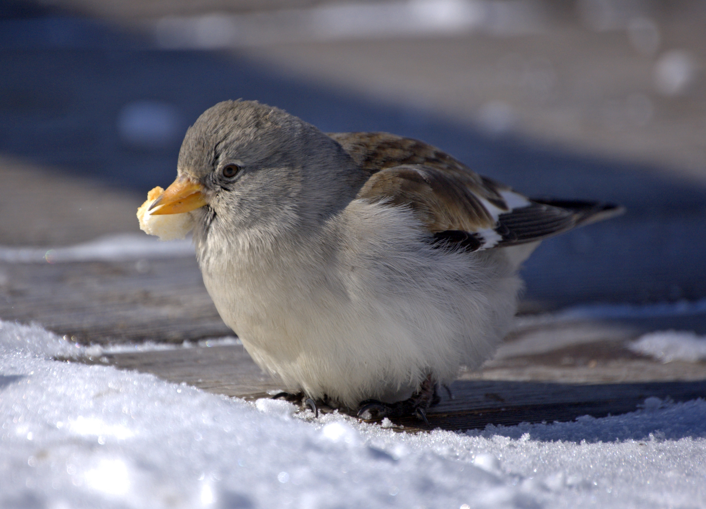 Montifringilla_nivalis_-Trentino.jpg