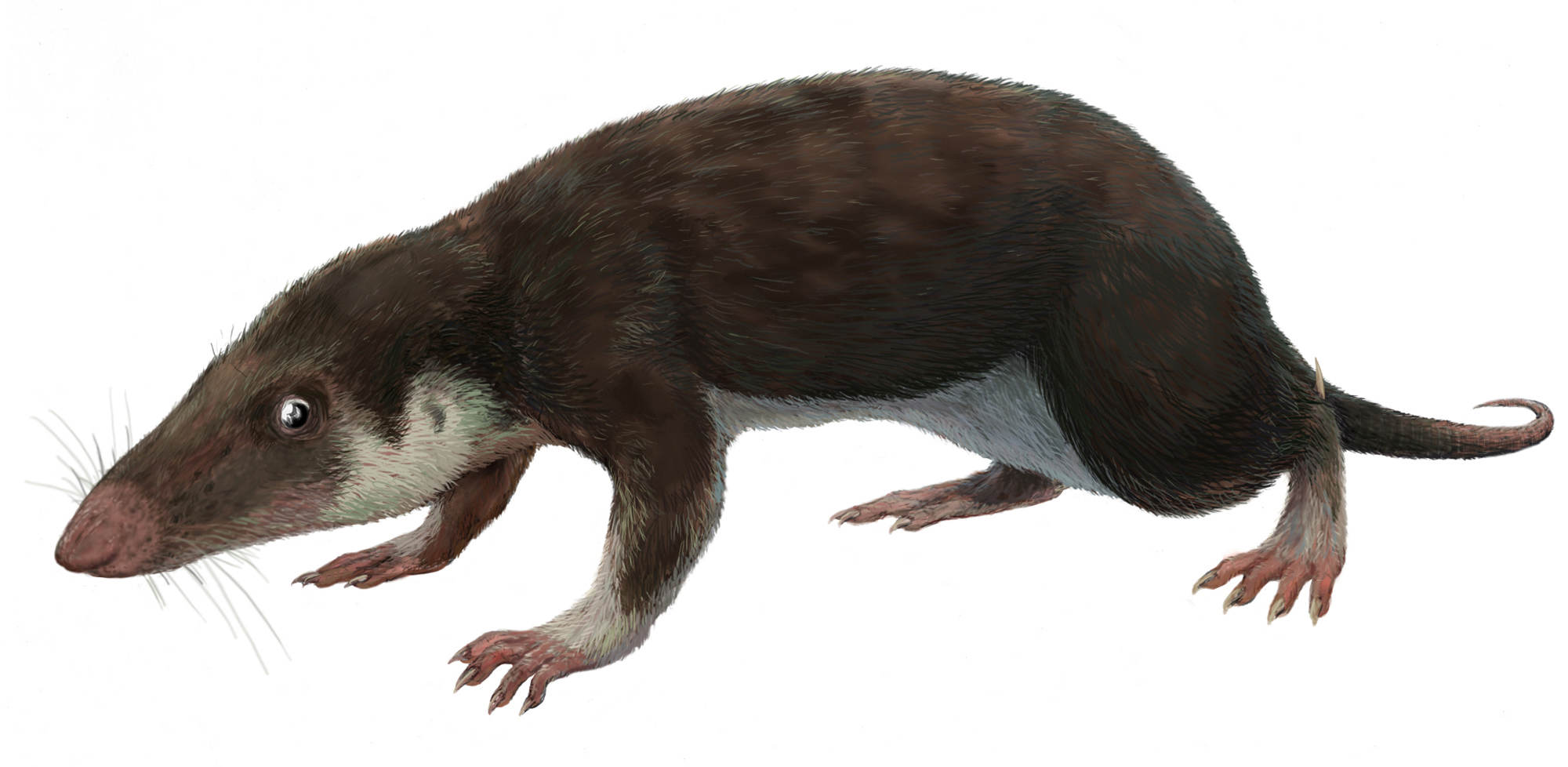 Artist drawing of Morganucodon watsoni. Shrewlike in appearance with pointed rostrum with small eyes and large whiskers. Undersides are white. Body has more upright posture with longer tail.