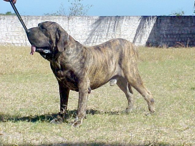 O Padrão Visual da Raça Fila Brasileiro e Outras Histórias