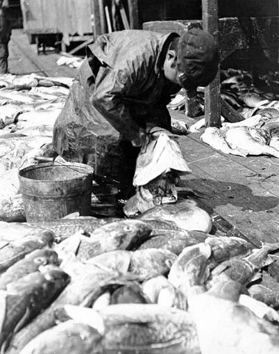 File:Native boy cleaning codfish at the Union Fish Co's codfish station, Pirate Cove, Popof Island, Alaska, May 1913 (COBB 181).jpeg