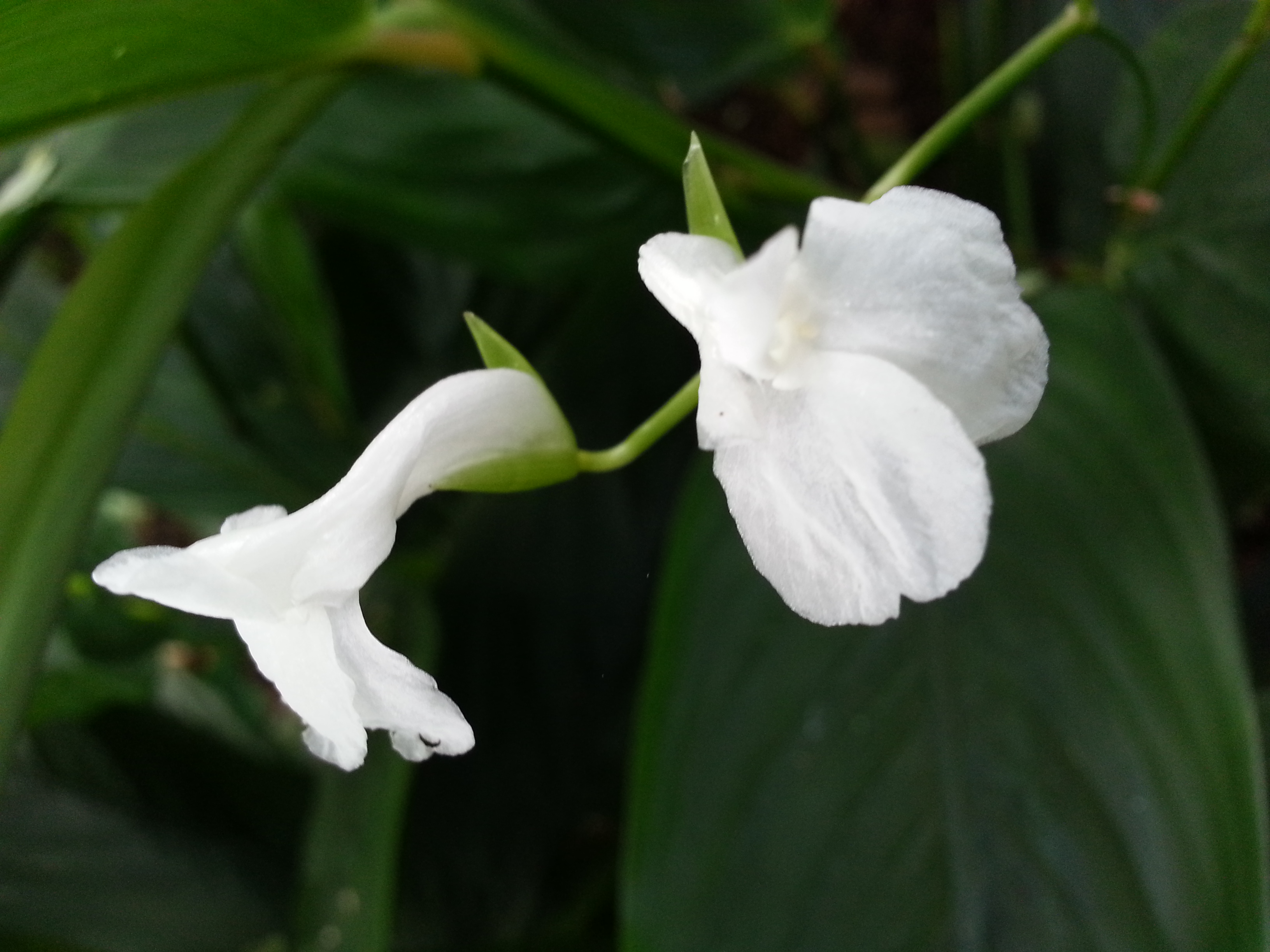 Garden Adventures: Arrowroot (Maranta arundinaceae)