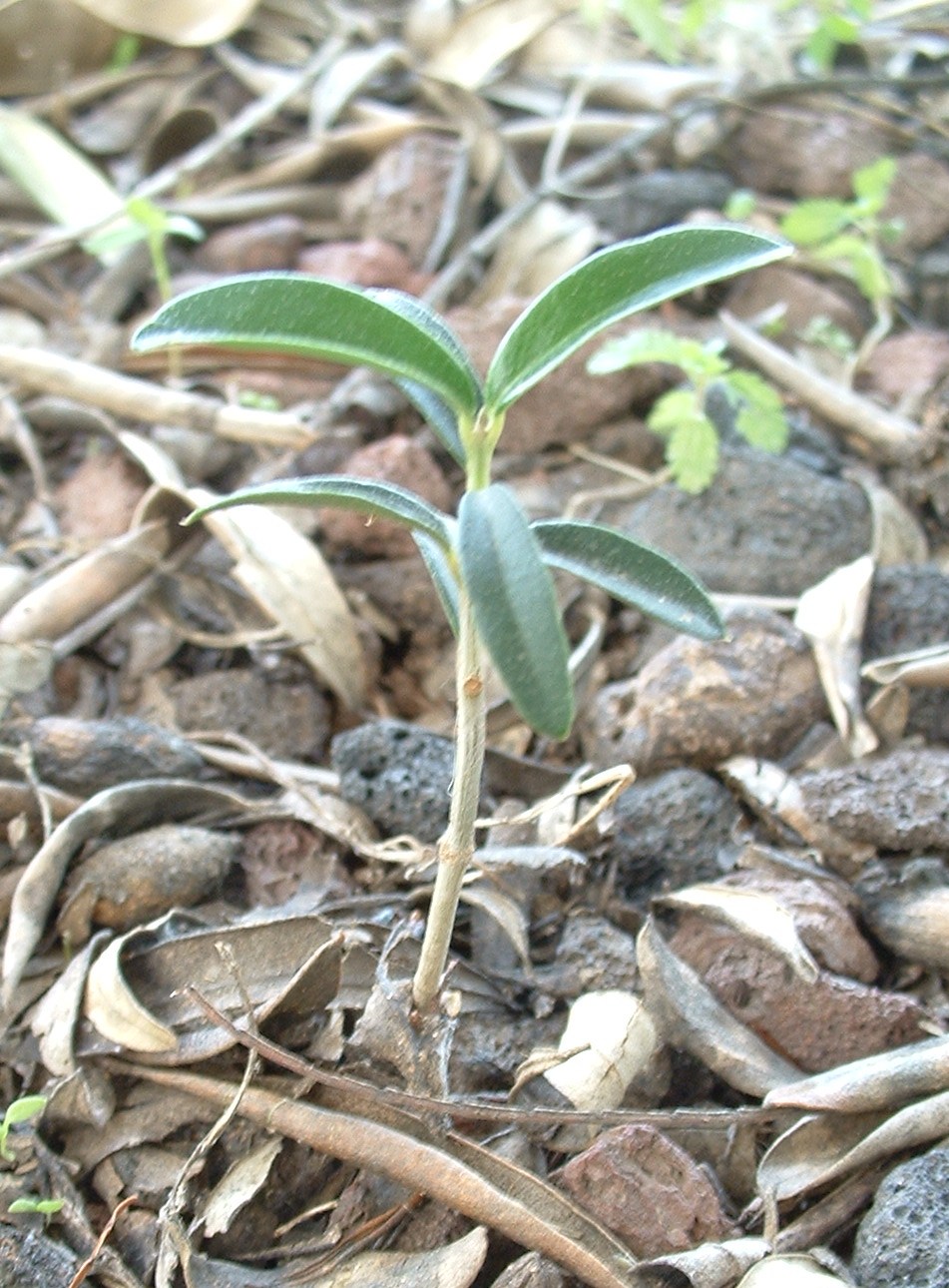 A sprout, germinated from a seed