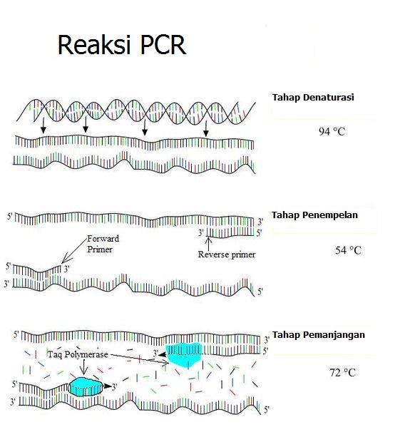 File:PCRedit.jpg