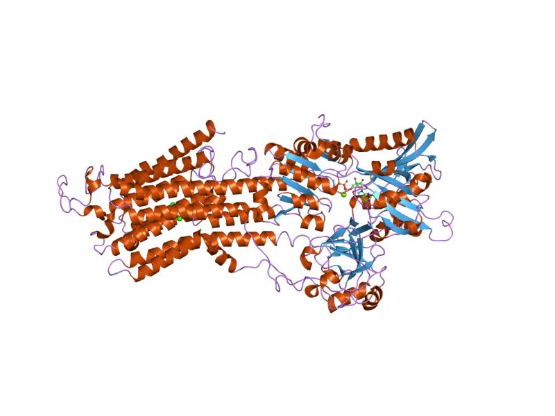 File:PDB 1wpe EBI.jpg