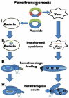 The procedure of insect transformation via transgenic symbionts. Paratransgenesis picture.gif