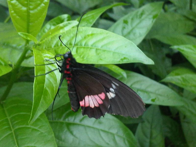 File:Parides sp. - 1.jpg