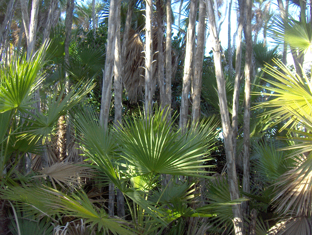 File:Paurotis-Palms (5606894907).gif