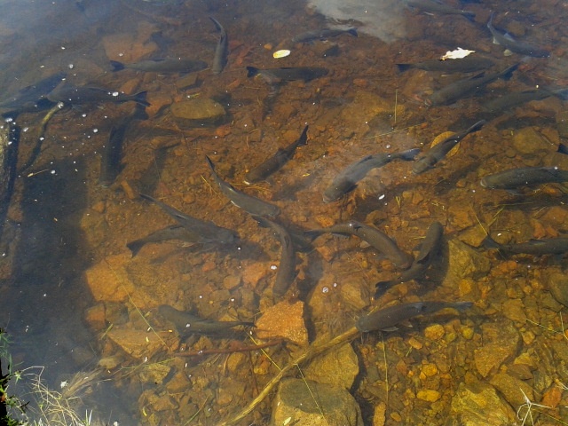 File:Peces. Parque La Llovizna. Ciudad Guayana, estado Bolívar. Venezuela..jpg