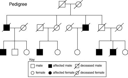 Pedigree Chart Example