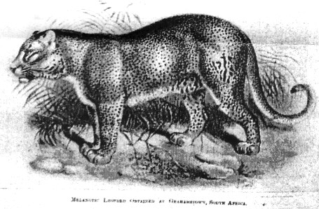 leopard panther hybrid