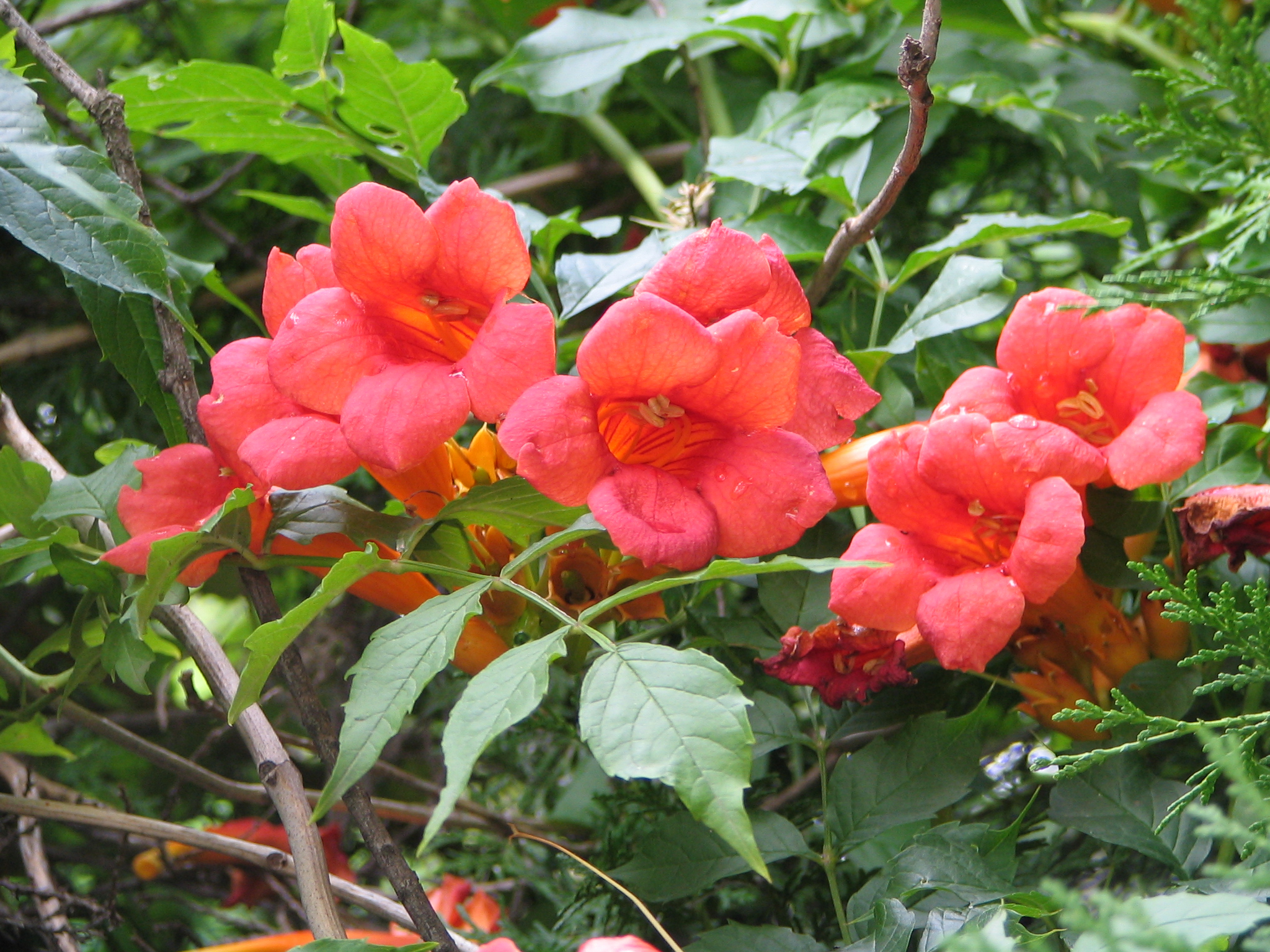 Trumpet creeper (Campsis radicans) is native from Pennsylvania and New