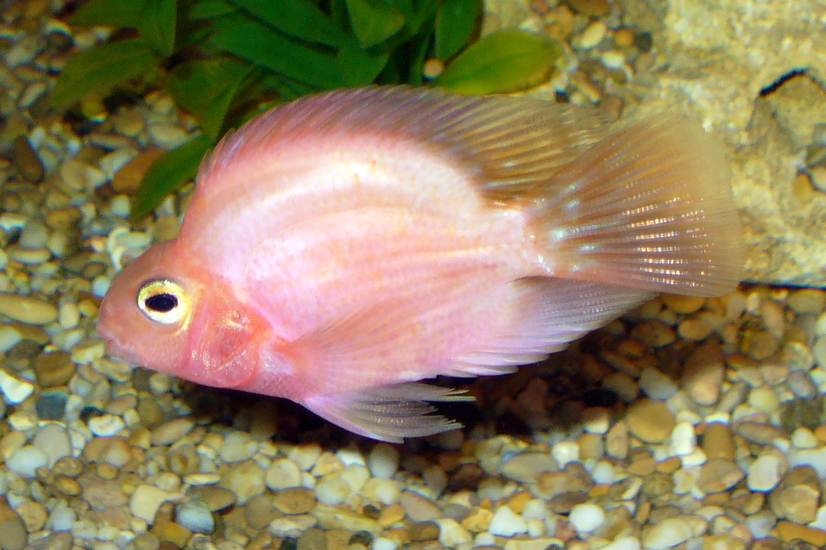 Розовые рыбки аквариумные. Рыбка цихлазома Фламинго. Розовый Фламинго рыбка аквариумная. Цихлазома попугай. Цихлиды аквариумные розовый Фламинго.