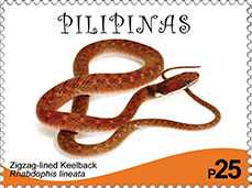 <i>Rhabdophis lineatus</i> Species of snake