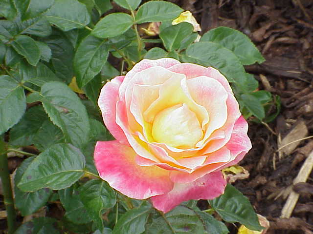 File:Rosa sp.180.jpg