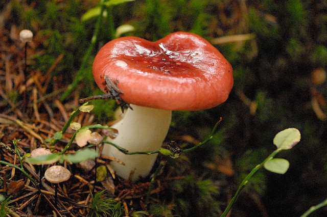 File:Russula.emetica.-.lindsey.jpg