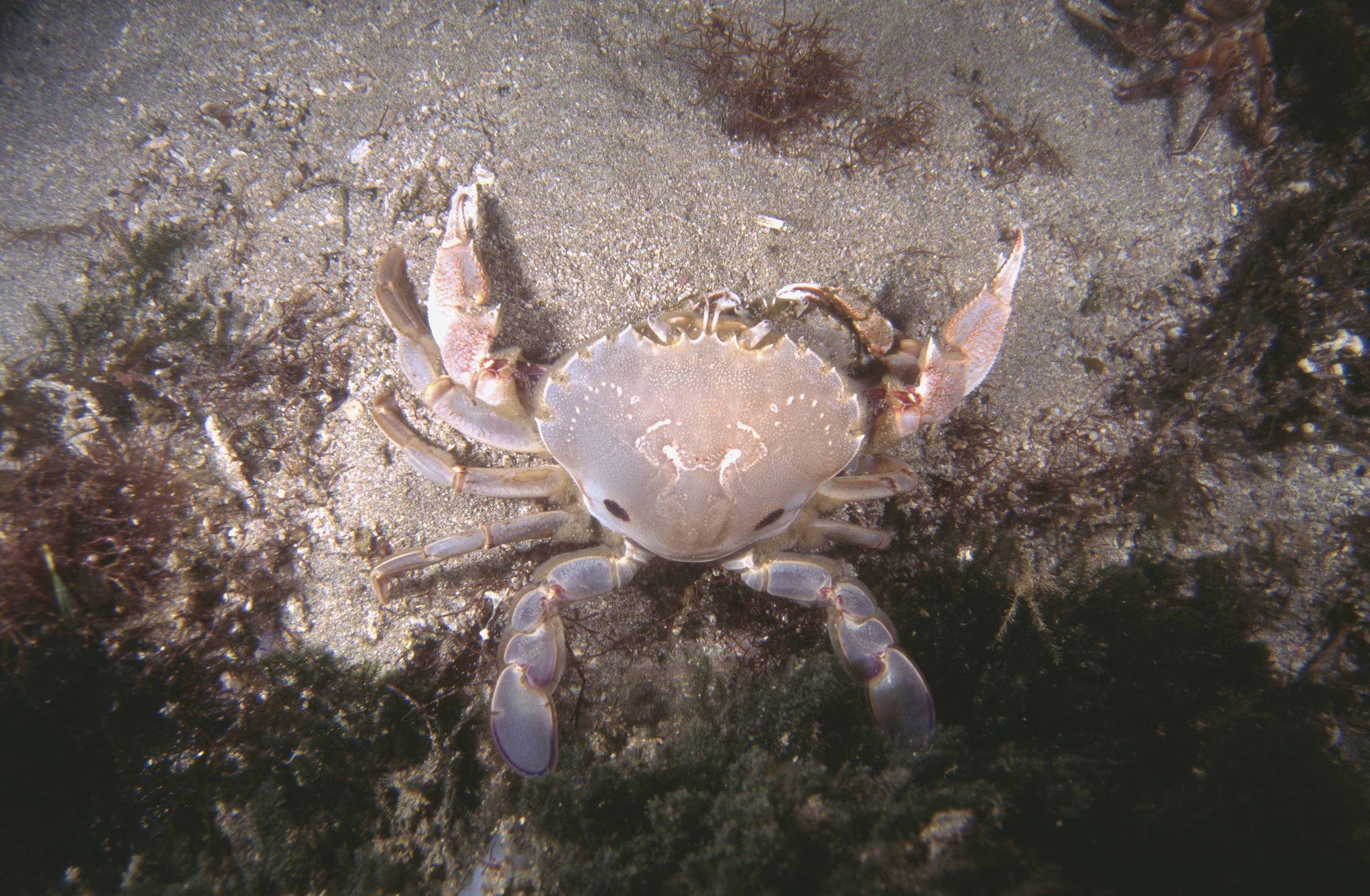 sand crab