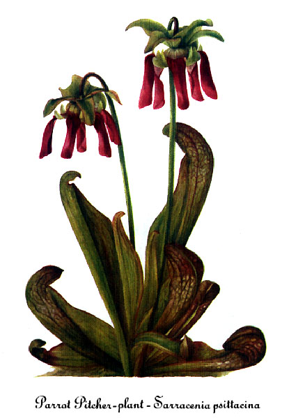 File:Sarracenia psittacina, by Mary Vaux Walcott.jpg