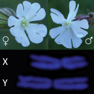 Silene latifolia flowers and sex chromosomes - journal.pbio.1001312.g001