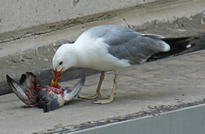 File:Spain Hospitalet gaviota seagull eating a pigeon 2.jpg