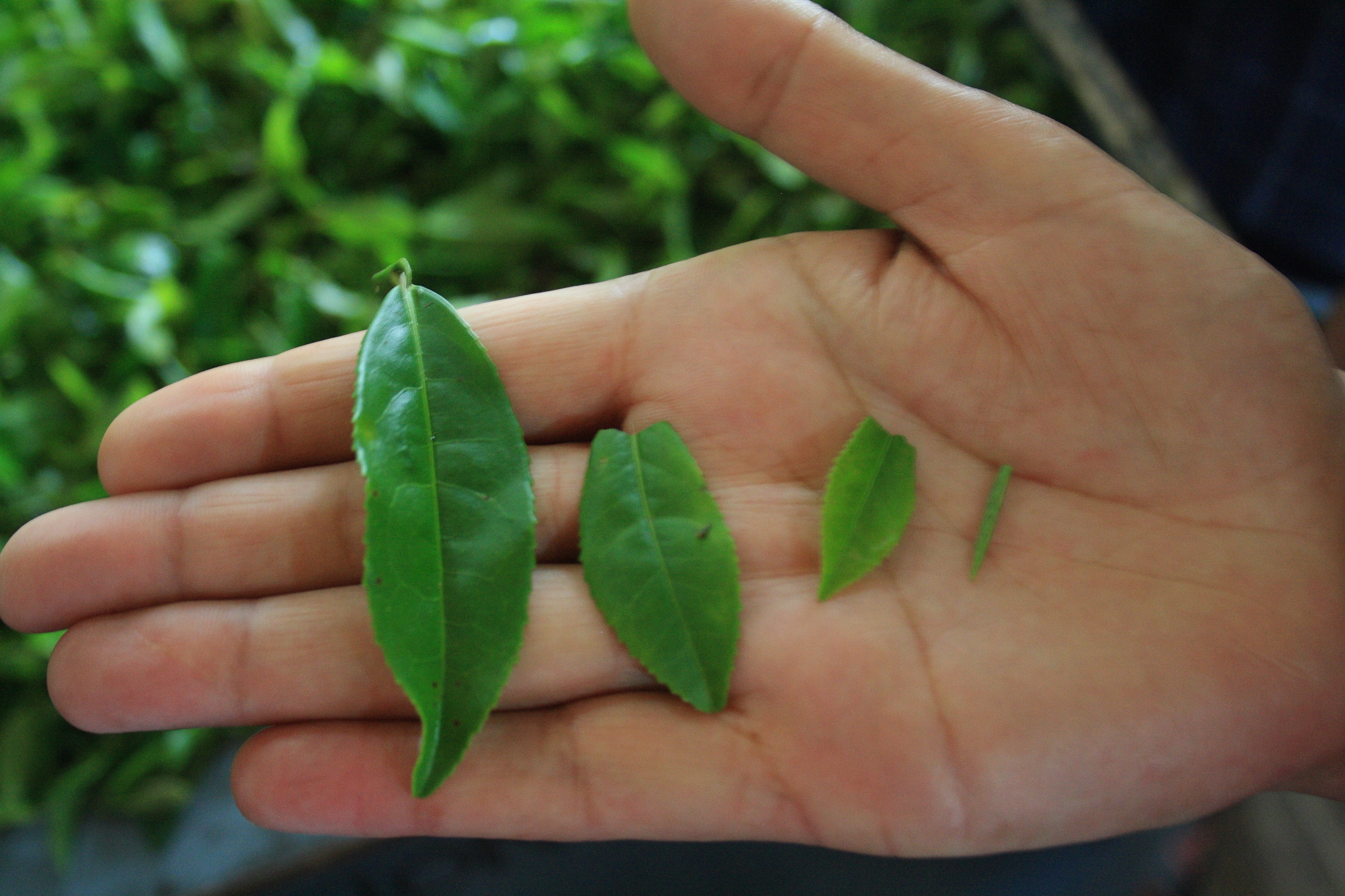 Tea leaf grading - Wikipedia