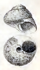 <i>Tegula panamensis</i> Species of gastropod