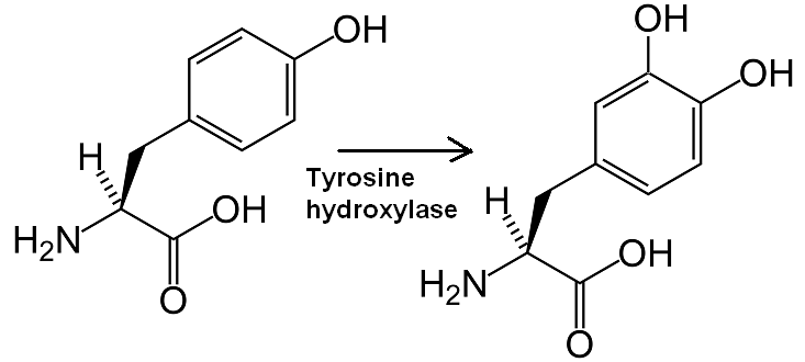 File:Tyrosine hydroxylase.PNG