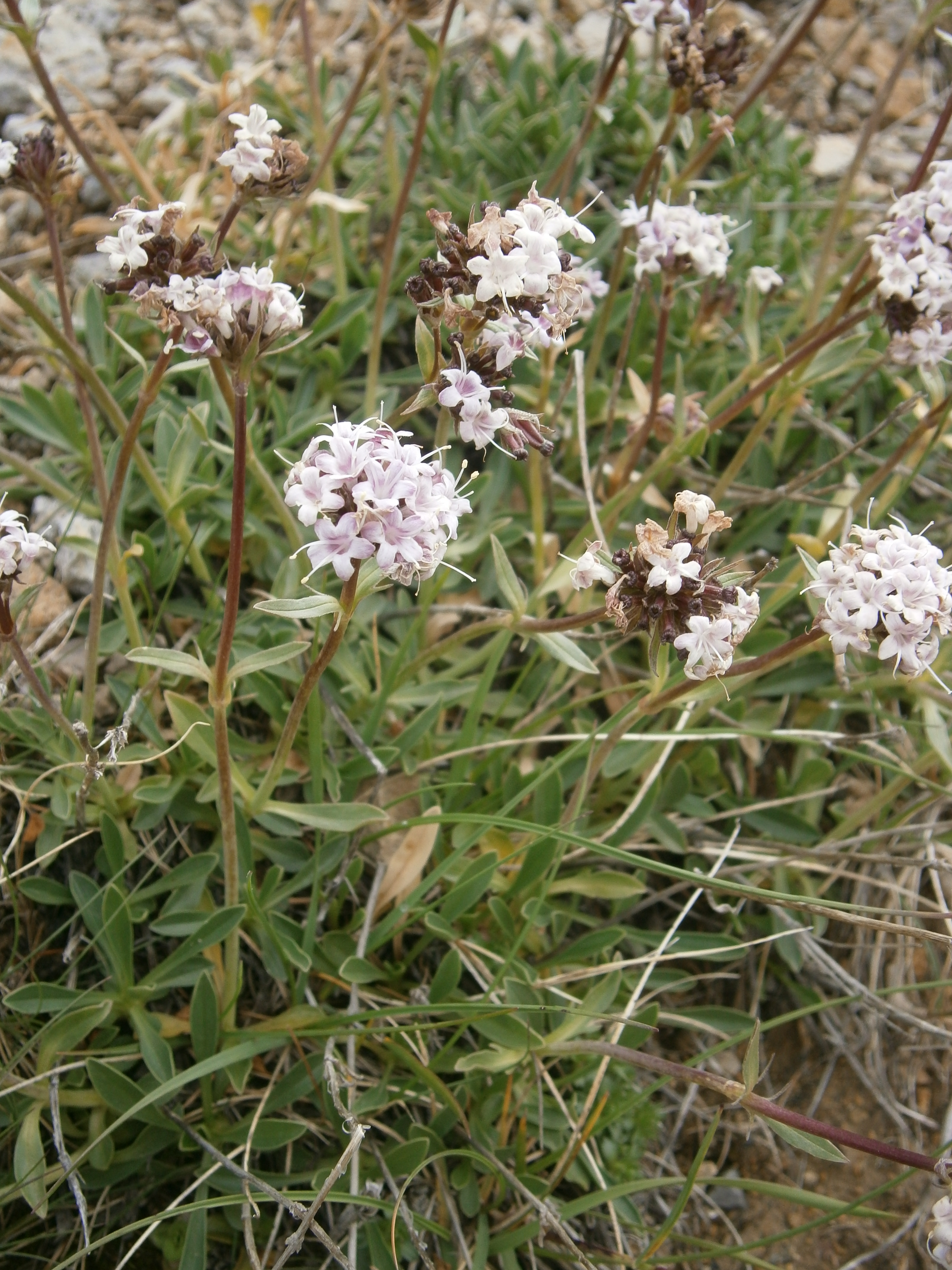 Valeriana Saliunca Wikispecies