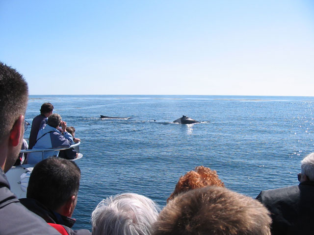 File:Whale Watching.jpg