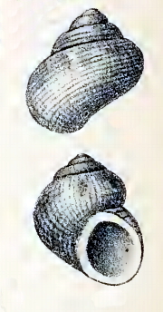 <i>Yaronia gestroi</i> Species of gastropod