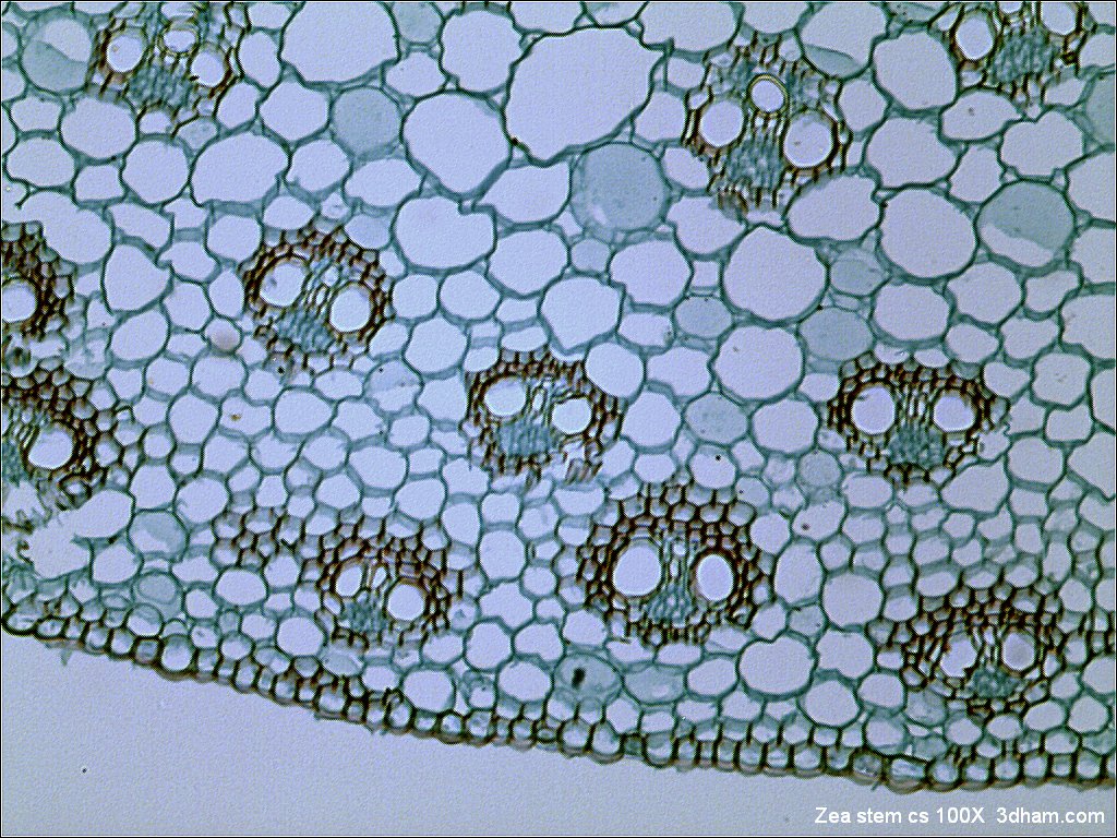 Bright-field microscopy - Wikipedia
