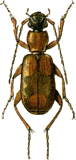 Zuphium olens