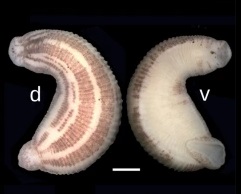 Под буквой d изображение спинной (dorsal) стороны, под буквой v — брюшной (ventral). Шкала изображает отрезок в 1 мм.