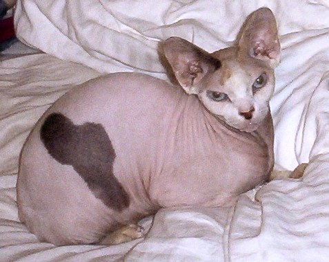 Datei:Adult Female Sphynx (Suki).jpg