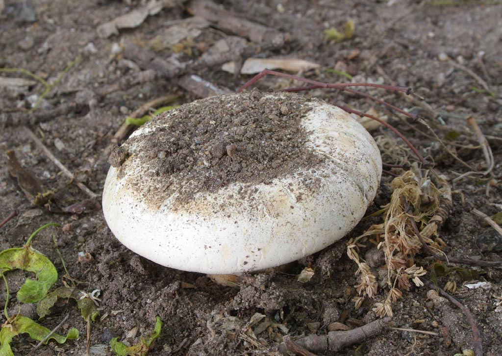 Гриб растущий под. Agaricus bitorquis. Гриб шампиньон двукольцевой. Двухкольцевой шампиньон. Грибы растущие в земле.