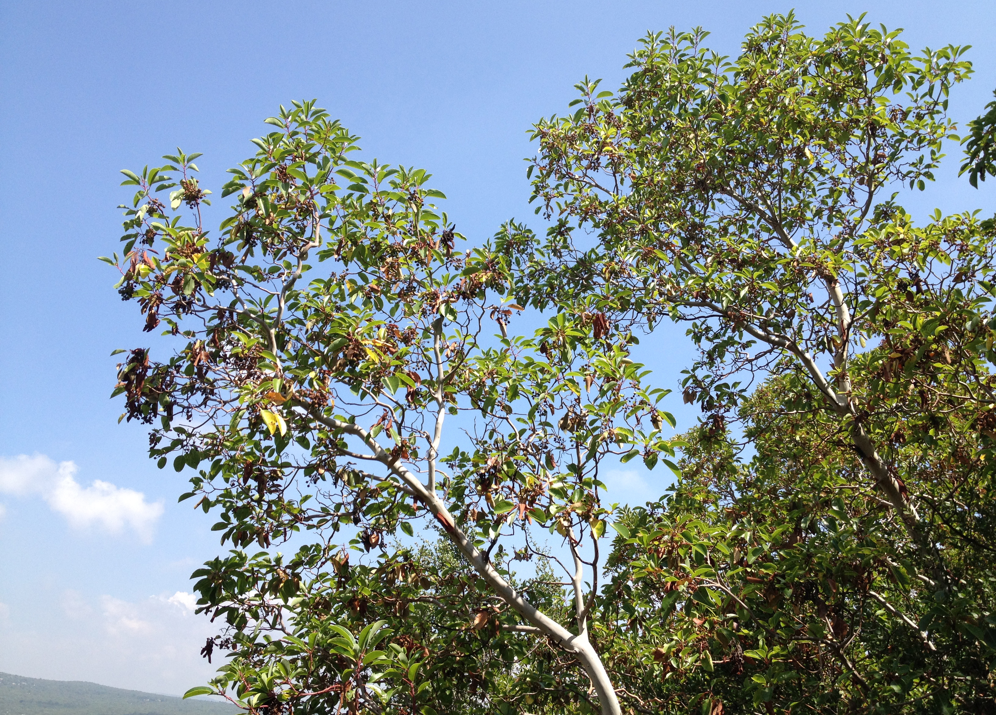File:Arbutus andrachne - Greek Strawberry Tree - Sandal Ağacı 05.JPG -  Wikimedia Commons