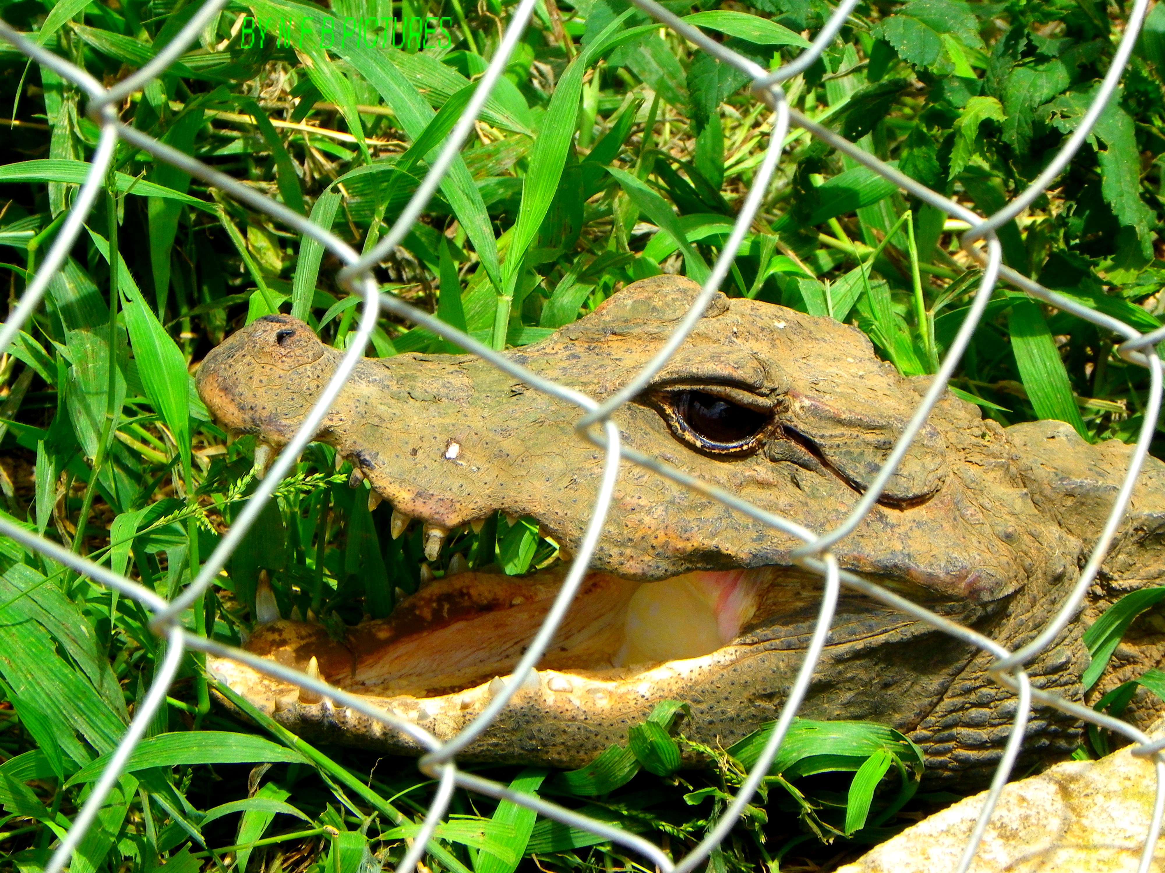 File Bebe Crocodile Jpg Wikimedia Commons