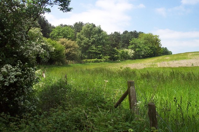 Bagots Forest - geograph.org.uk - 178937