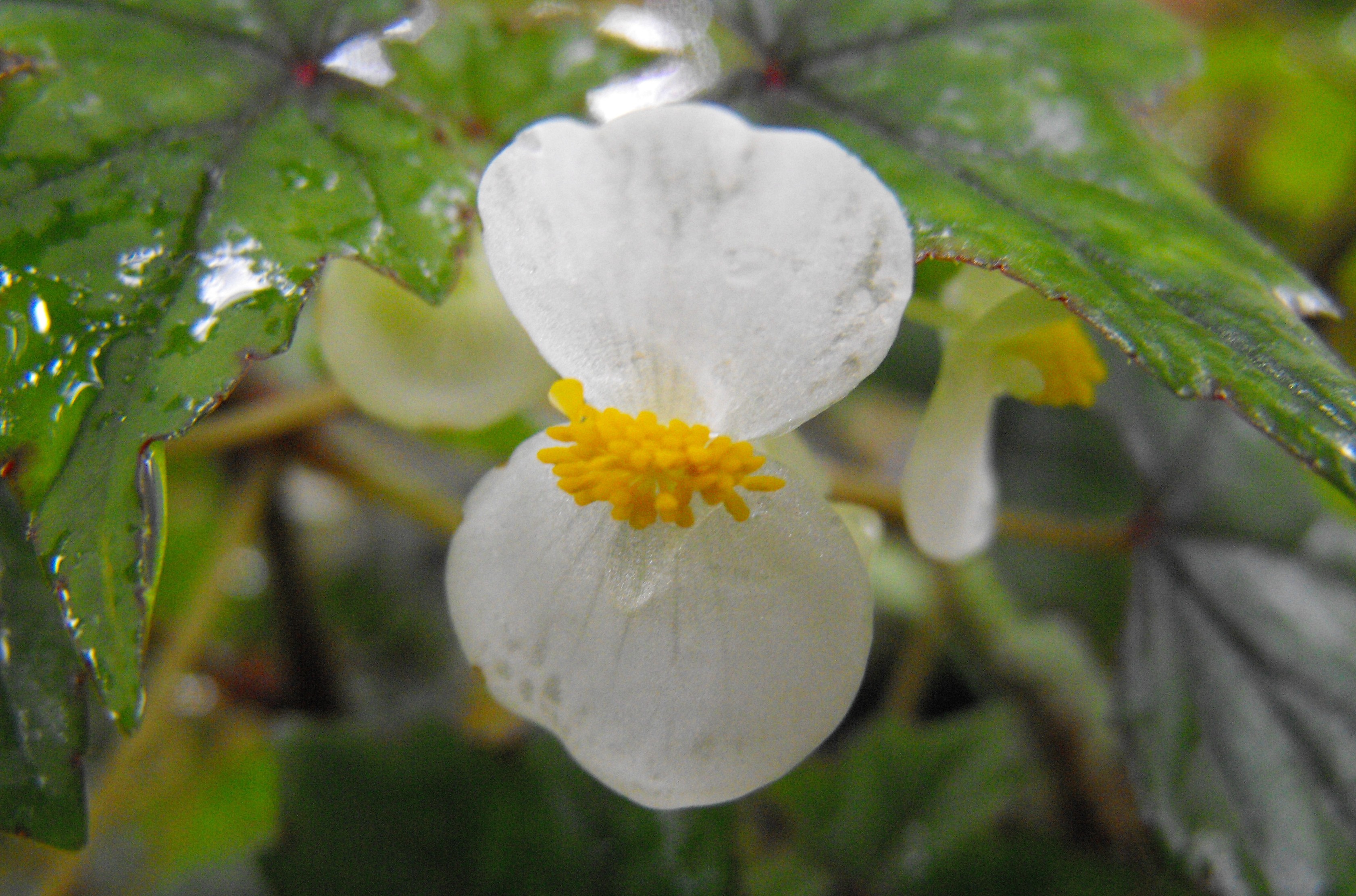 Como reproducir begonias