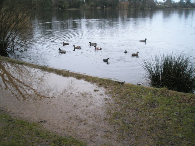 File:Birds swimming by a muddy path at The Heath Pond - geograph.org.uk - 1134655.jpg