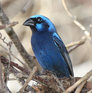 Blue bunting Species of bird